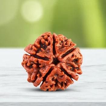 Rudraksha Jaap Mala 108 Beads